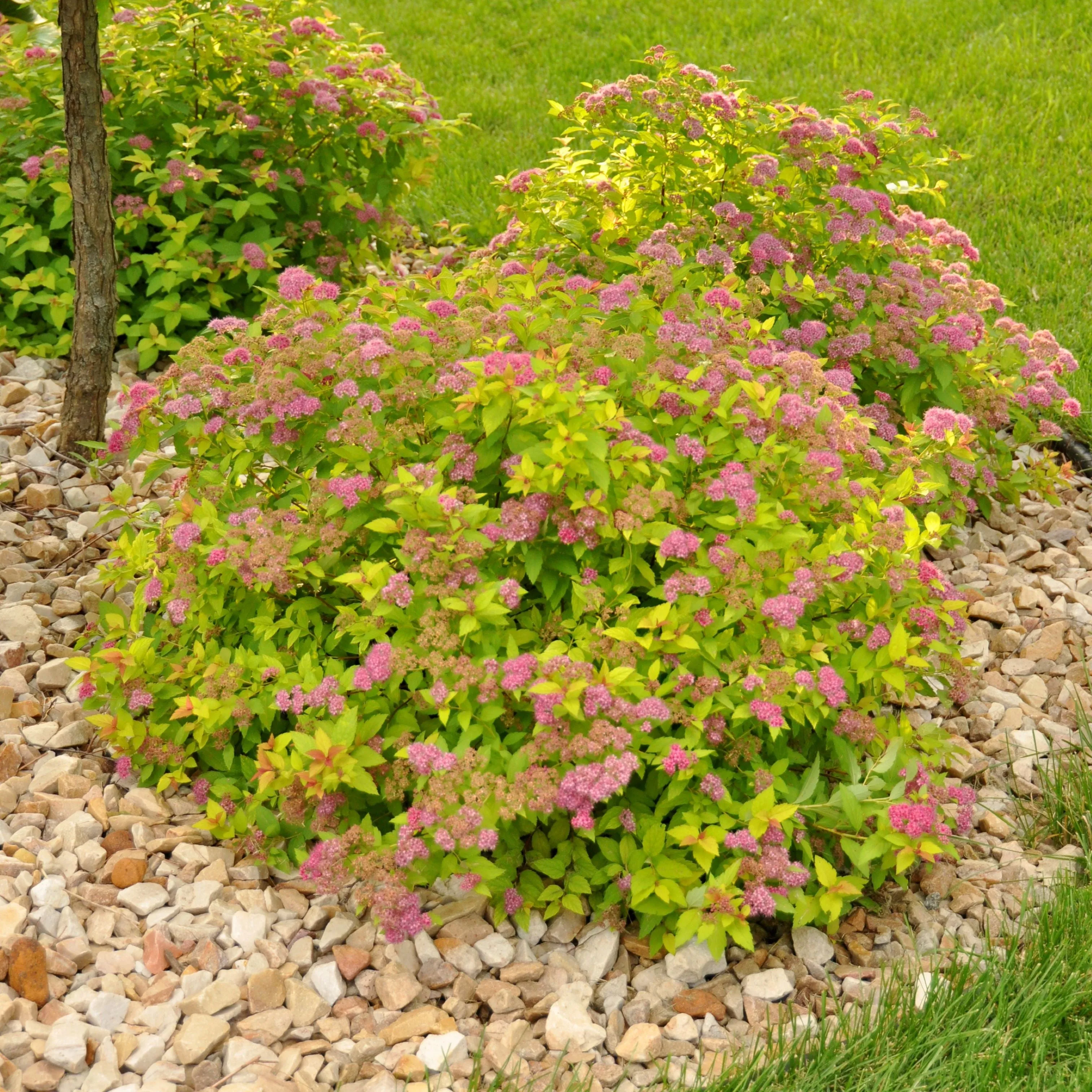 #1 spirea magic carpet