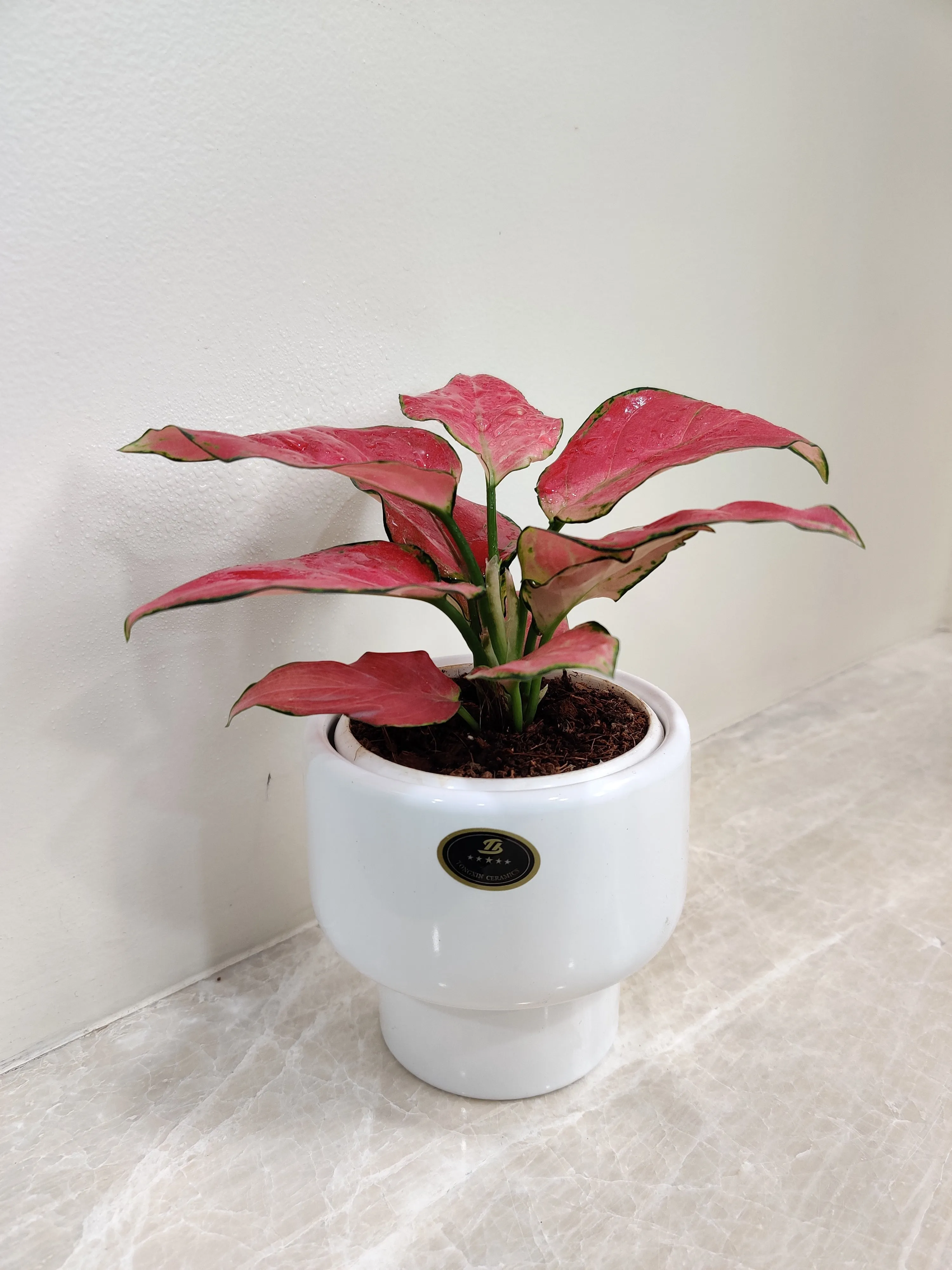 Aglaonema Red Charm - Perfect Corporate Plant Gift