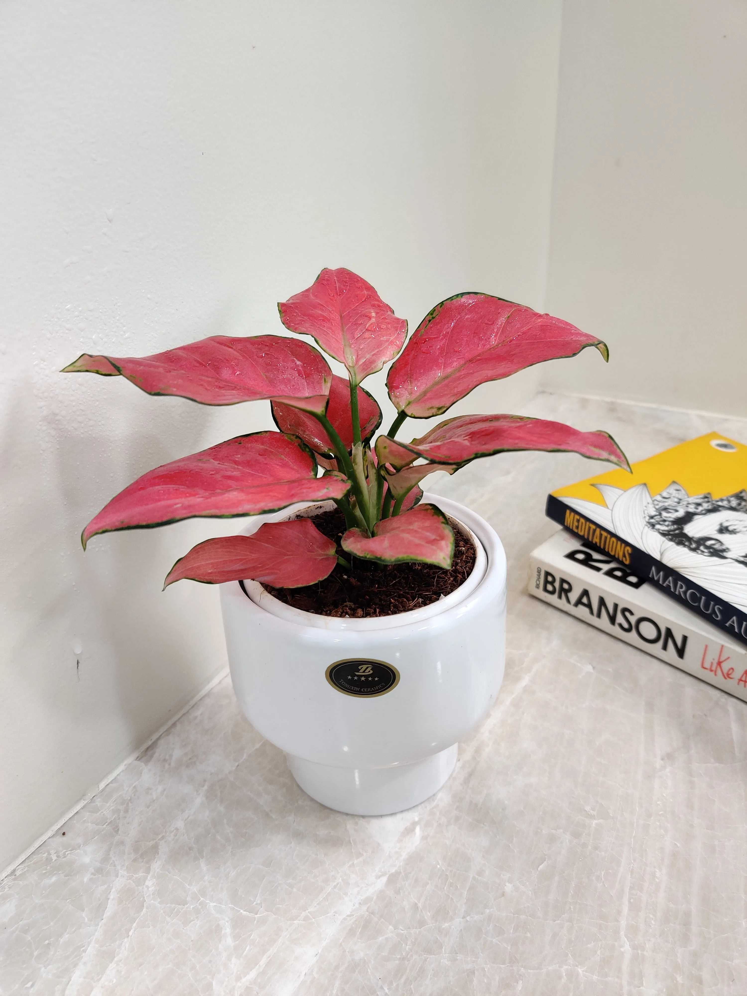 Aglaonema Red Charm - Perfect Corporate Plant Gift